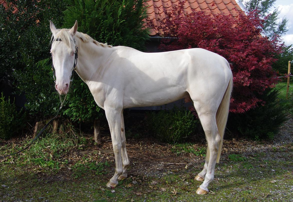 Akhal-Tekiner Seýrek Azdarha billede 30
