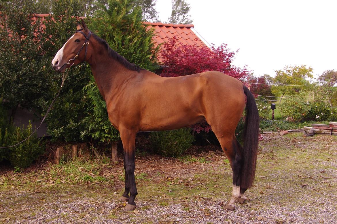 Akhal-Tekiner Aÿra Gadyrly billede 1