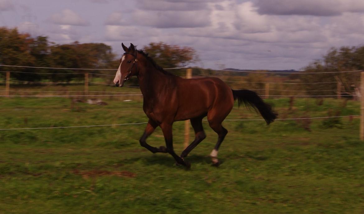 Akhal-Tekiner Aÿra Gadyrly billede 48
