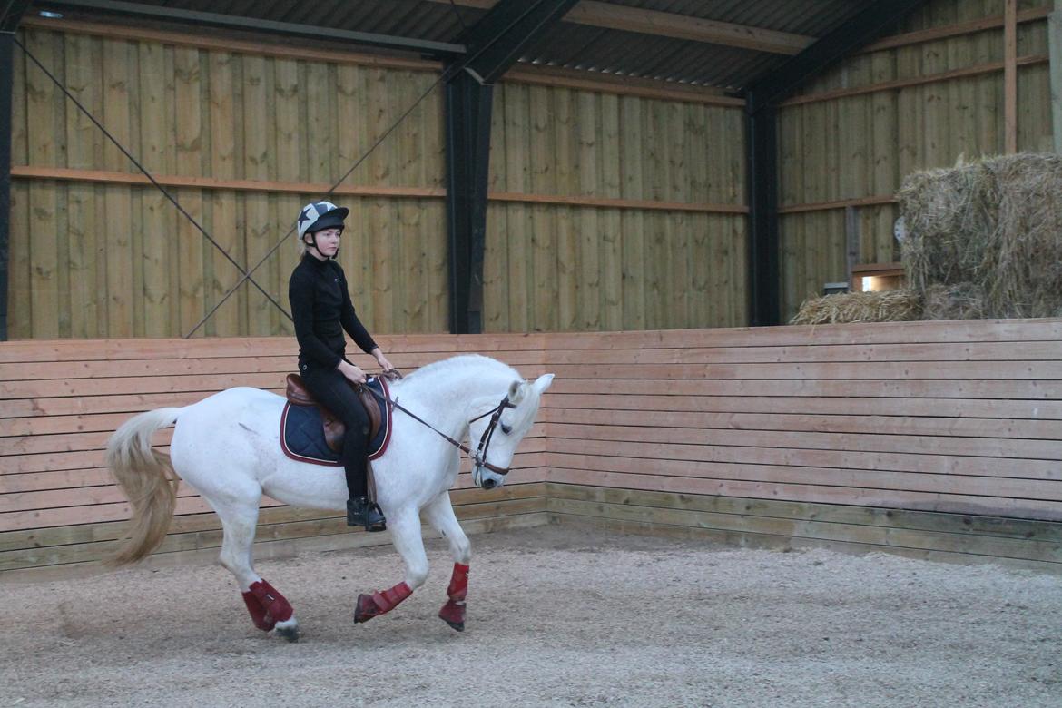 Anden særlig race Tequila billede 3