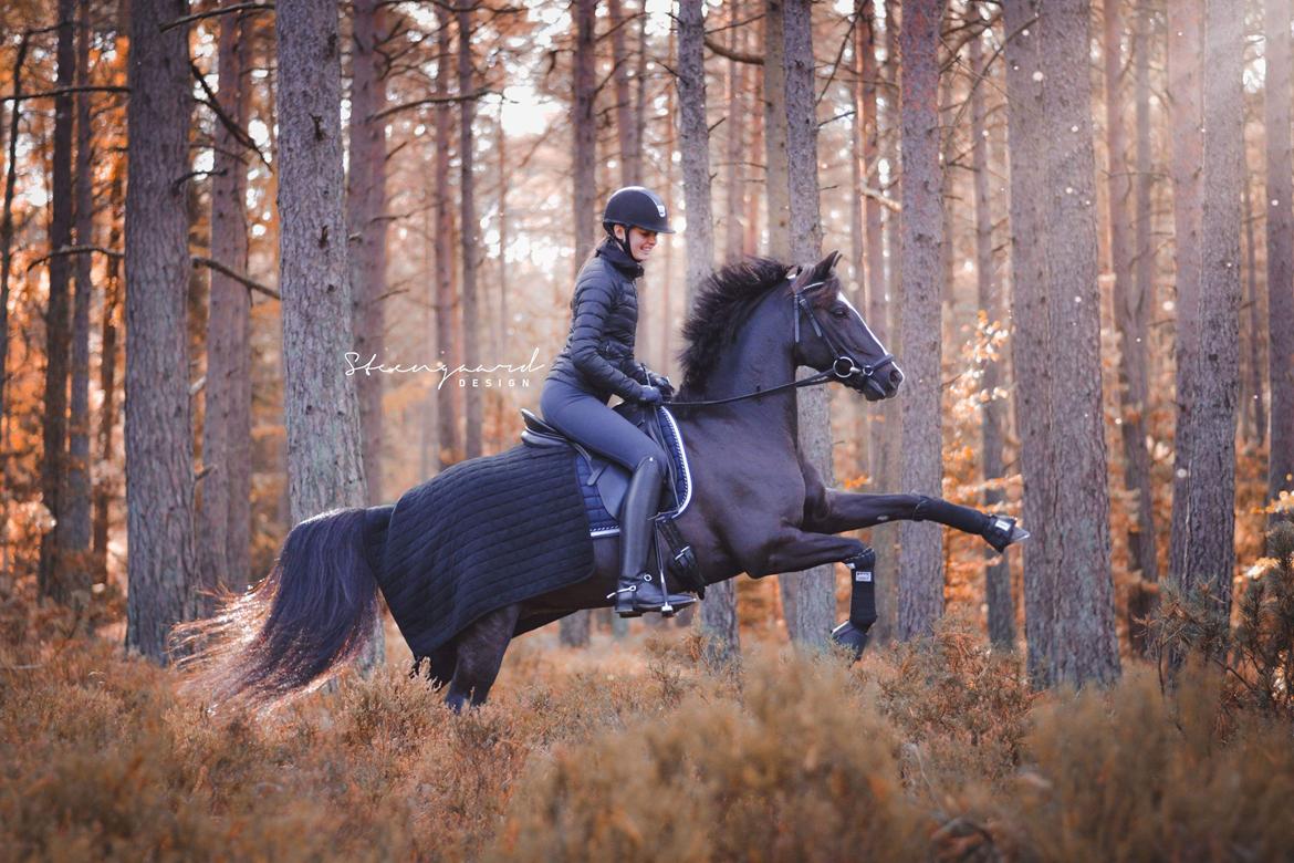 Welsh Partbred (Sec F) Hollywood's Bobby Brown  - Velkommen til Bobbys profil 📸 Sofie Steengaard  billede 1