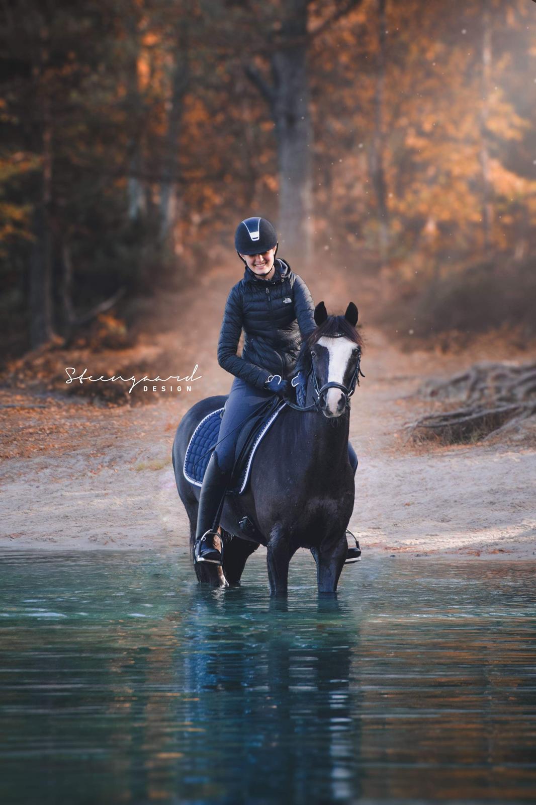 Welsh Partbred (Sec F) Hollywood's Bobby Brown  - 📸 Sofie Steengaard  billede 12