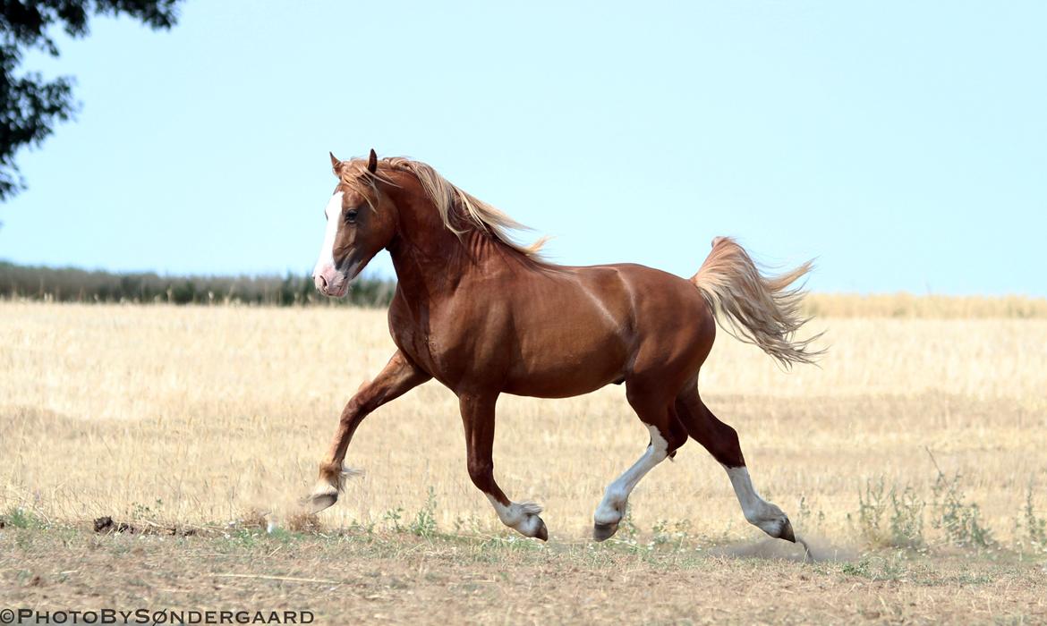 Welsh Cob (sec D) Filoe Da Vinci billede 2
