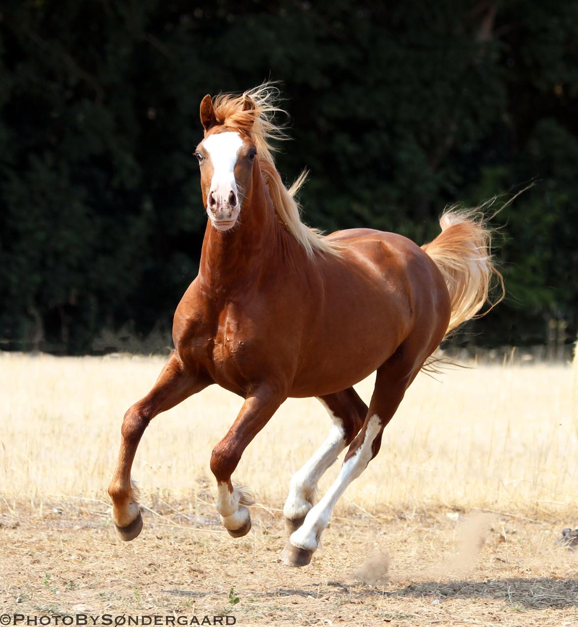 Welsh Cob (sec D) Filoe Da Vinci billede 7