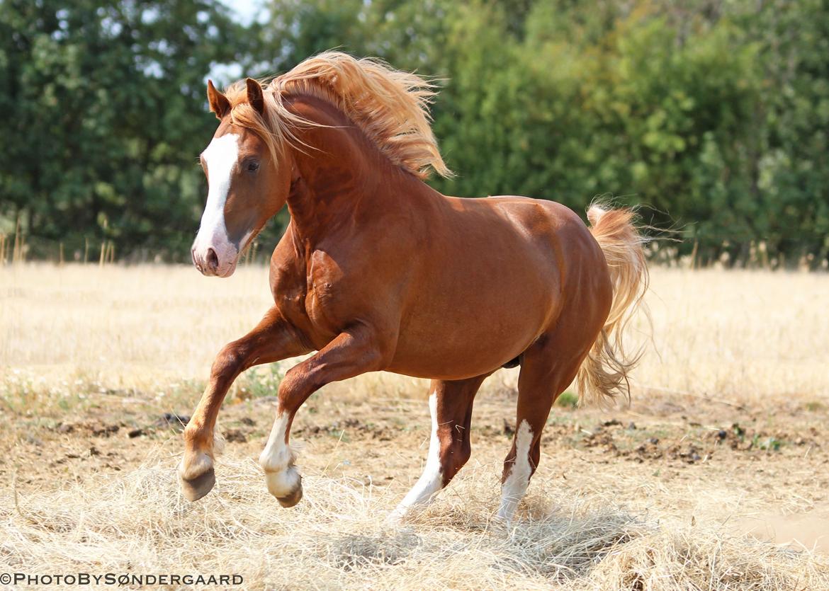 Welsh Cob (sec D) Filoe Da Vinci billede 8