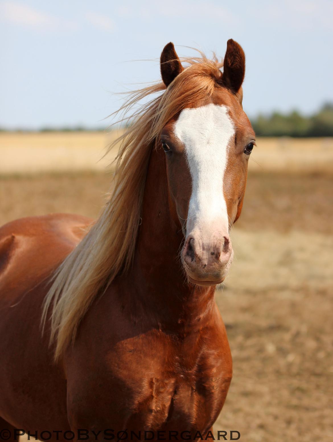 Welsh Cob (sec D) Filoe Da Vinci billede 4