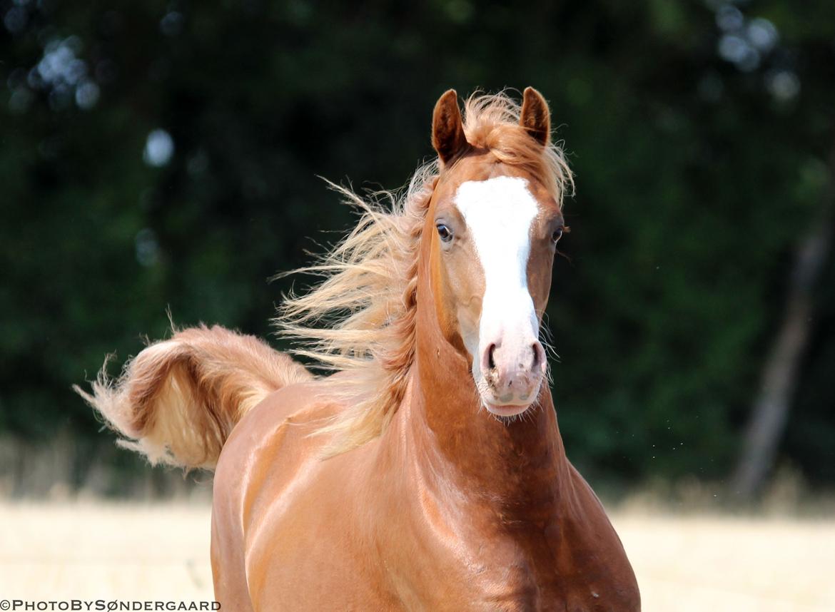 Welsh Cob (sec D) Filoe Da Vinci - 28 Juli 2018 billede 1