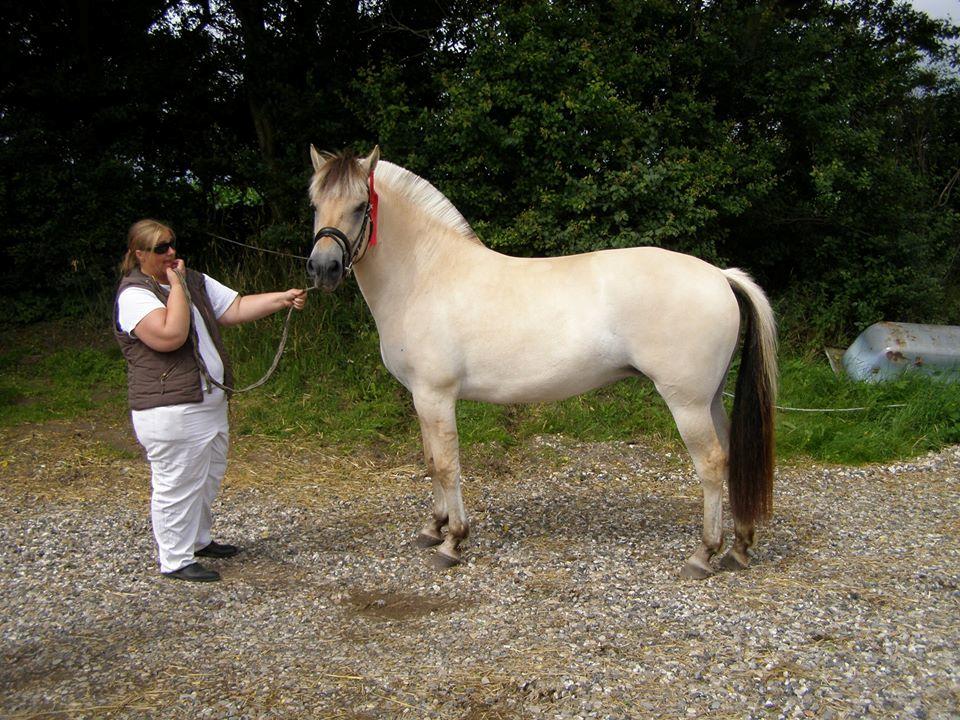 Fjordhest Clara  billede 6