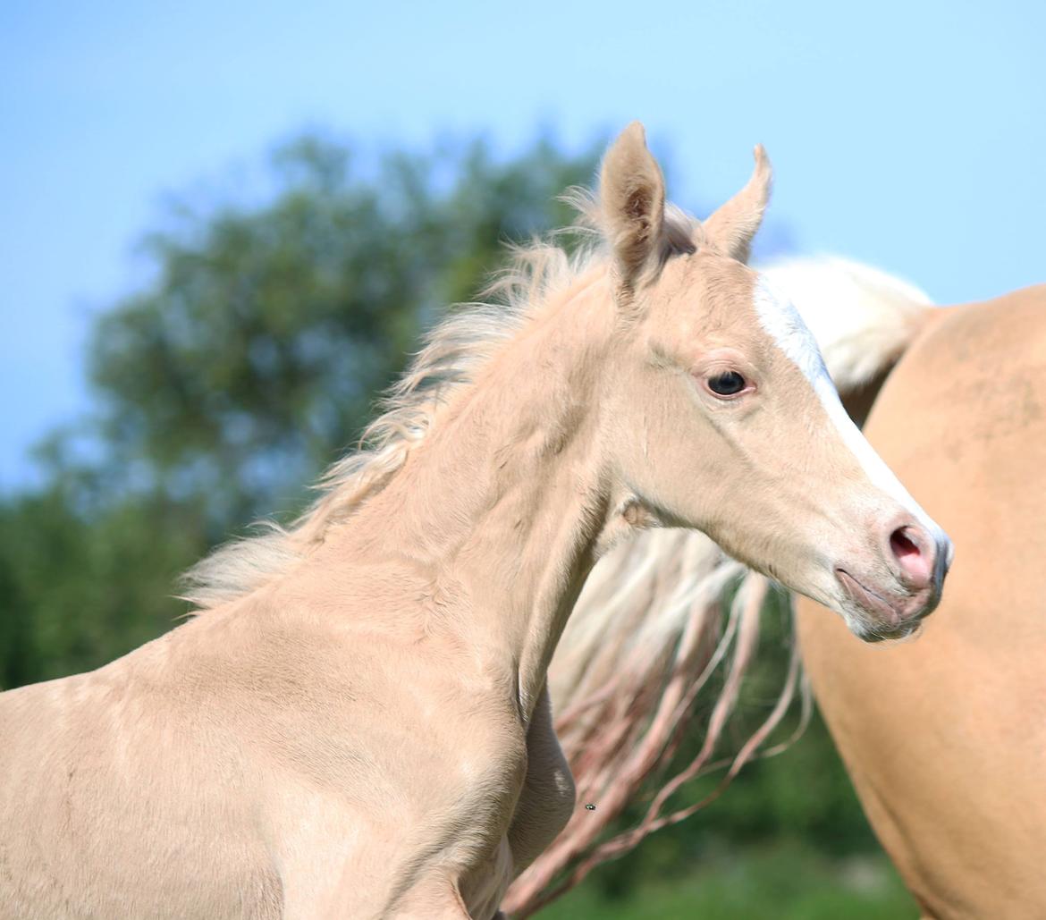 DSP Svits ammadeus billede 1