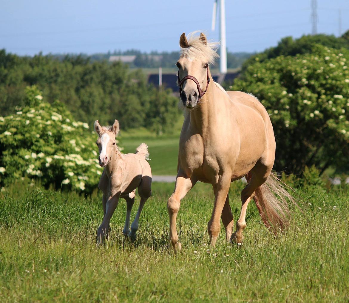 DSP Svits ammadeus billede 3