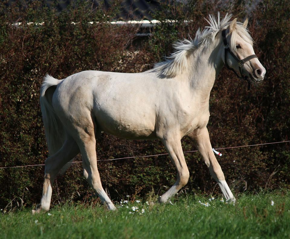 DSP Svits ammadeus billede 8