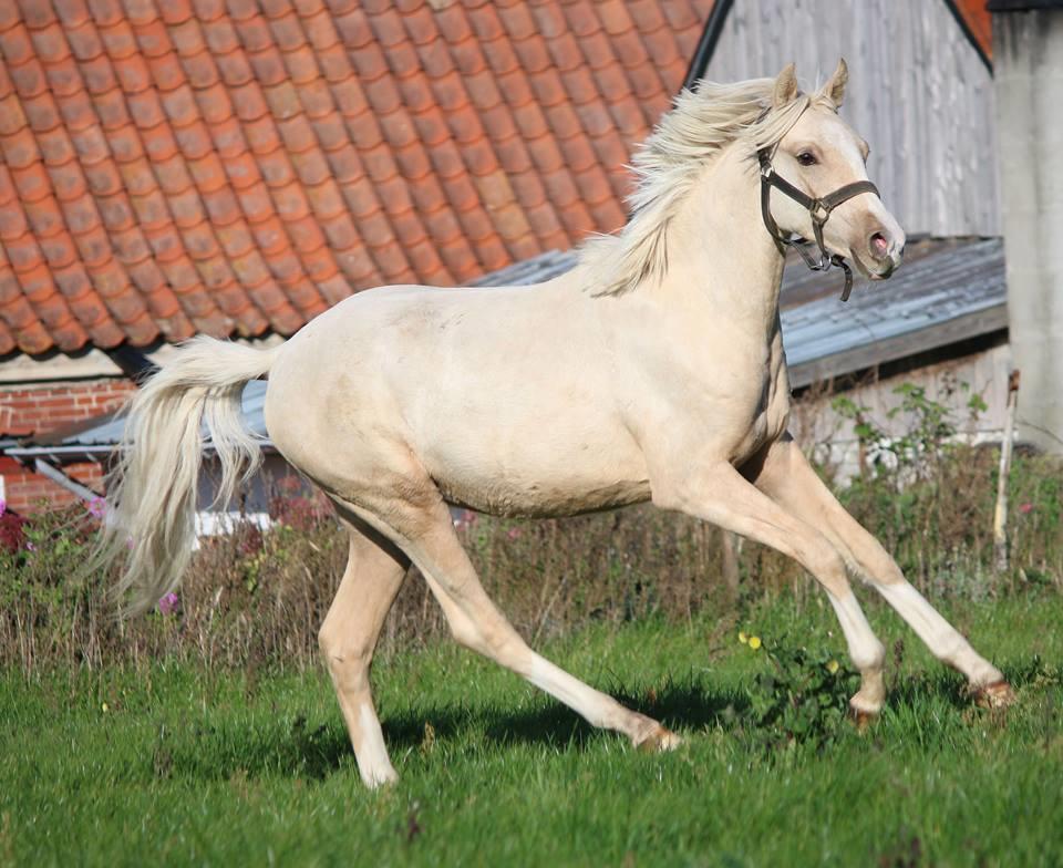 DSP Svits ammadeus billede 9