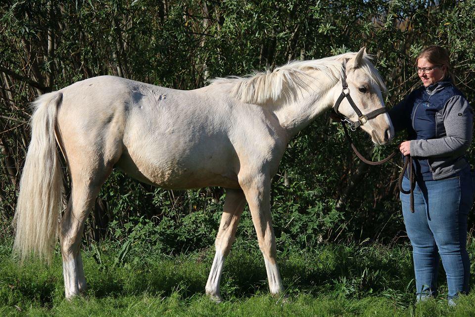 DSP Svits ammadeus billede 10