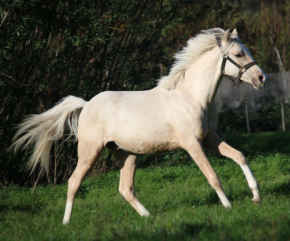 DSP Svits ammadeus billede 11