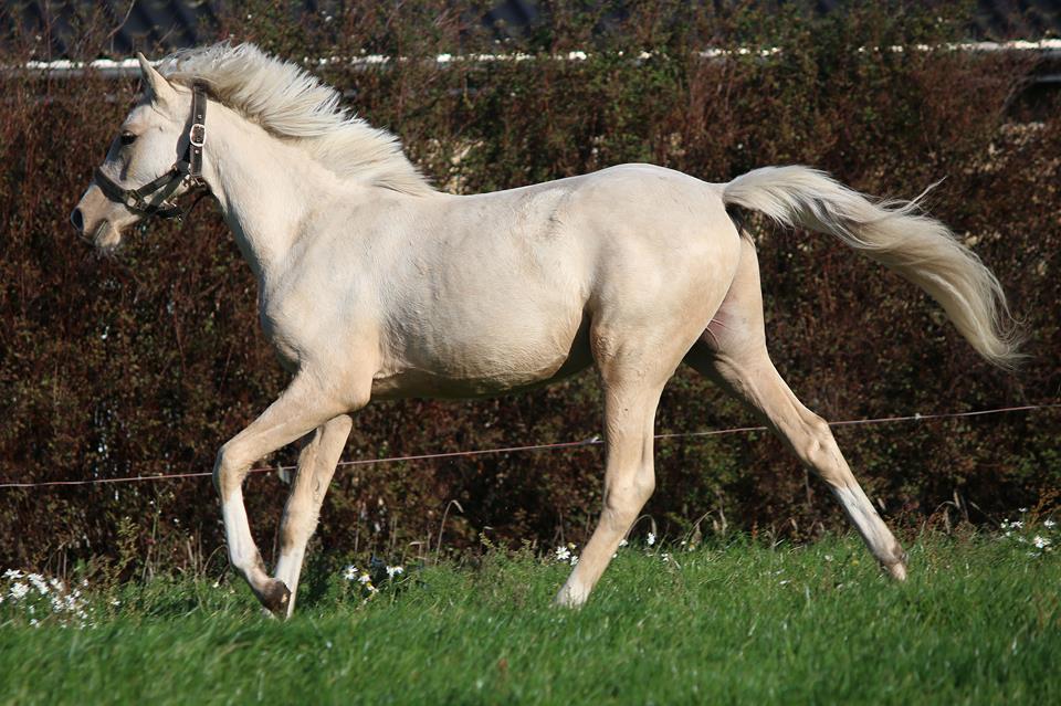 DSP Svits ammadeus billede 12