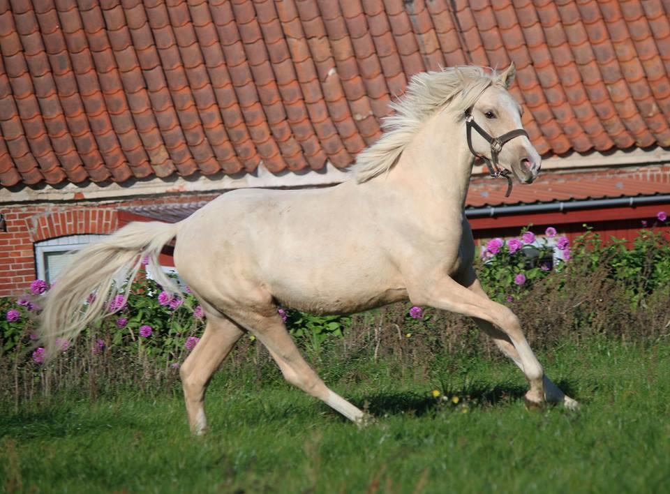 DSP Svits ammadeus billede 13