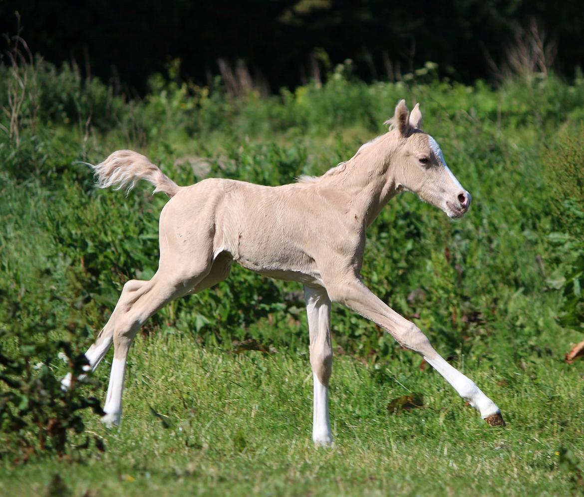 DSP Svits ammadeus billede 2