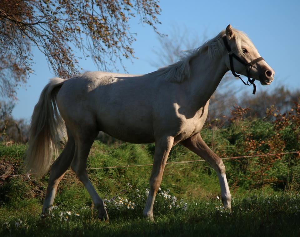 DSP Svits ammadeus billede 15