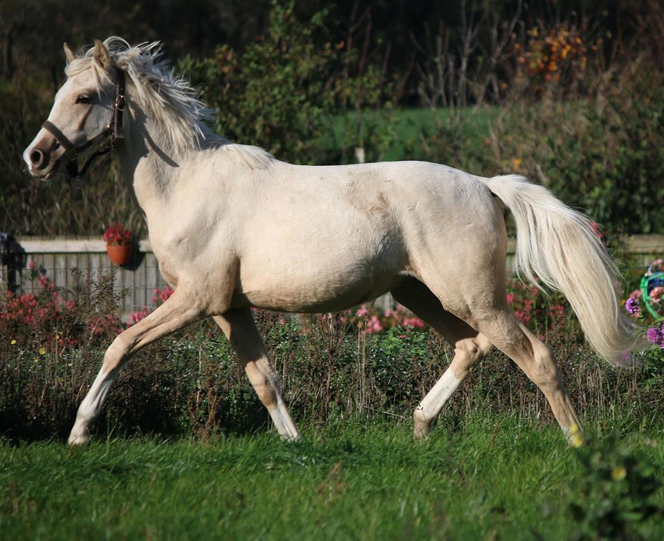 DSP Svits ammadeus billede 14