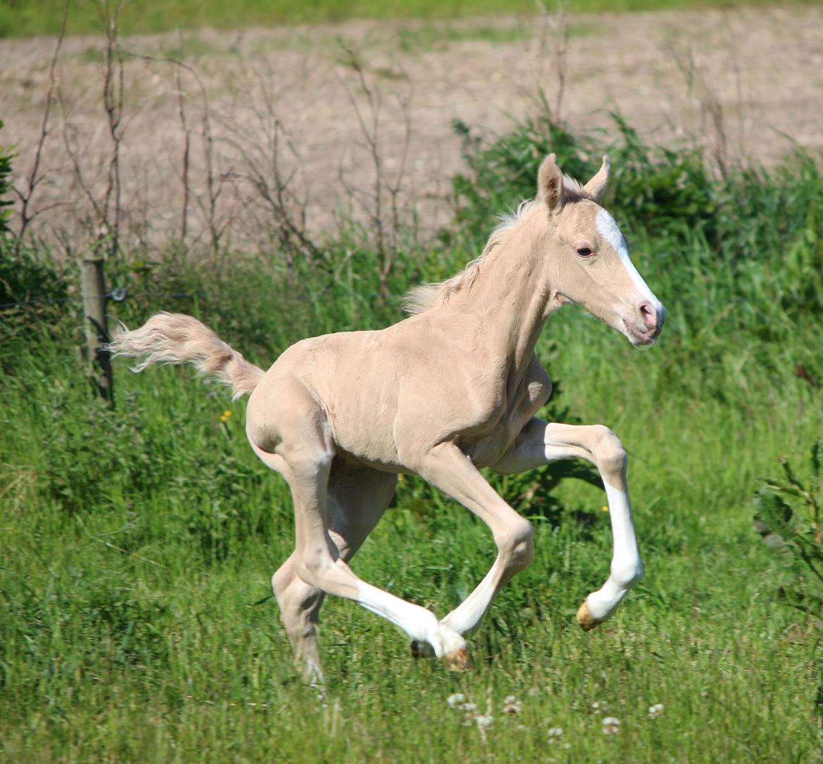 DSP Svits ammadeus billede 4