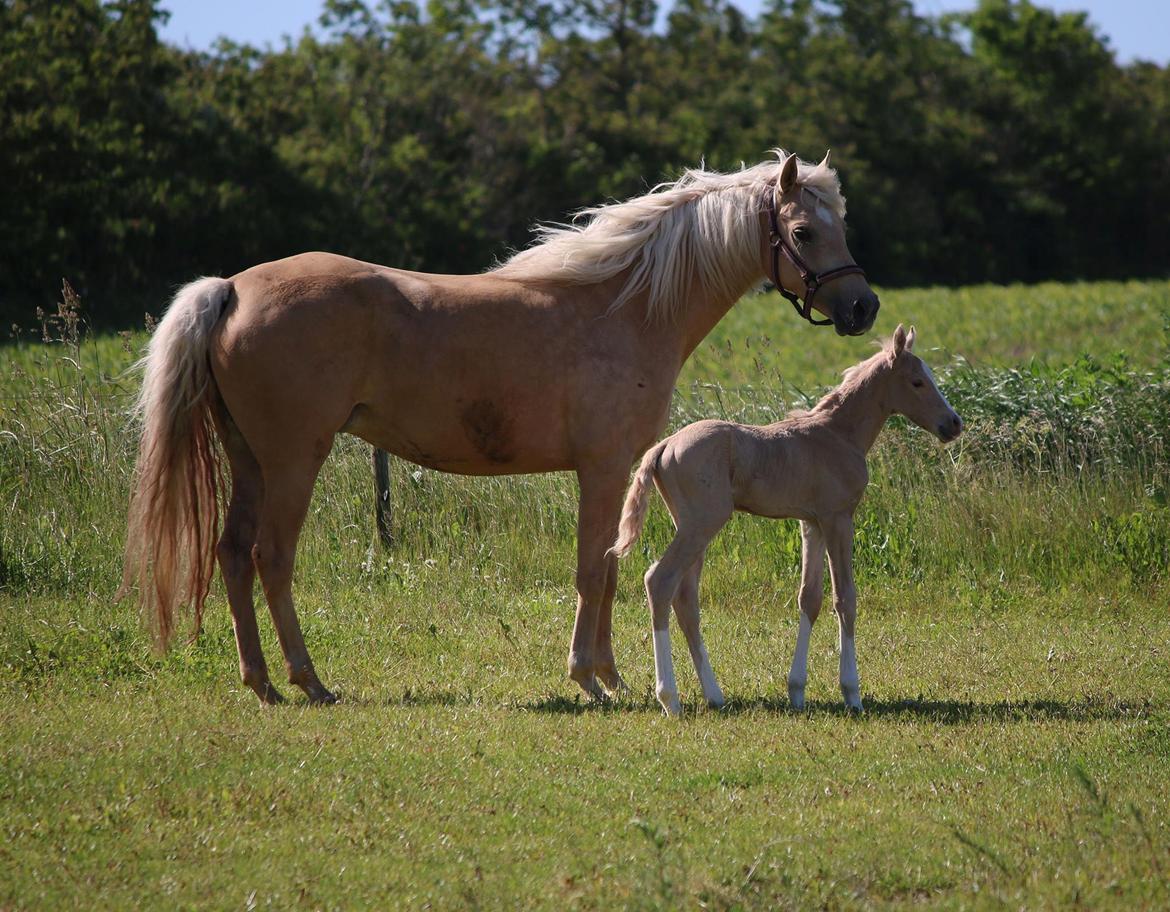 DSP Svits ammadeus billede 6