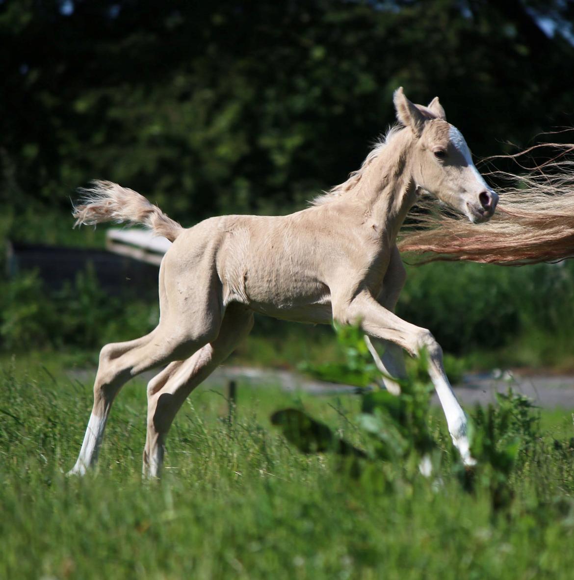 DSP Svits ammadeus billede 7