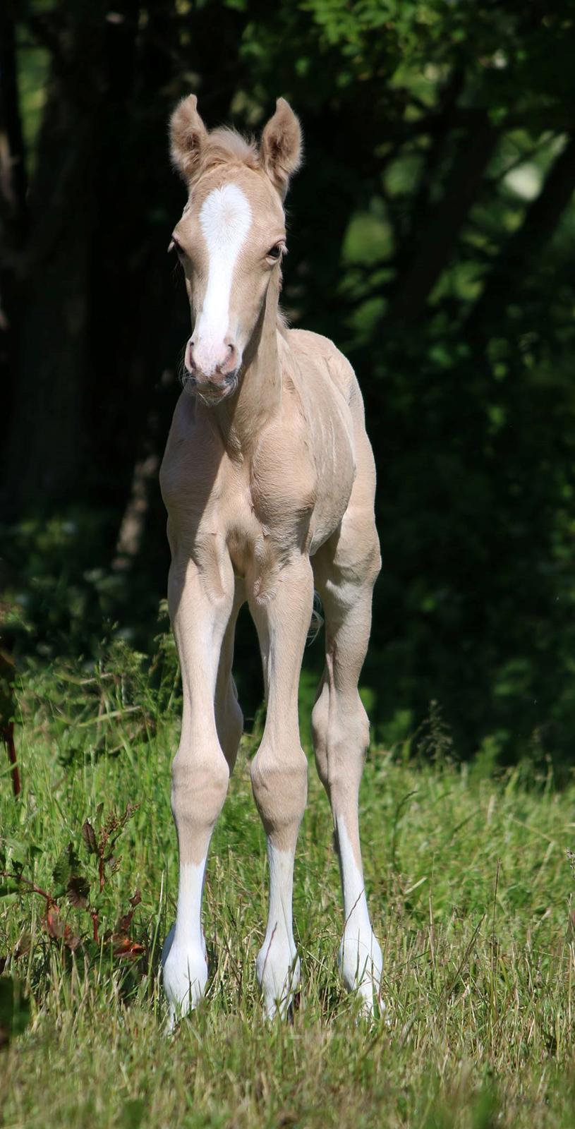 DSP Svits ammadeus billede 5