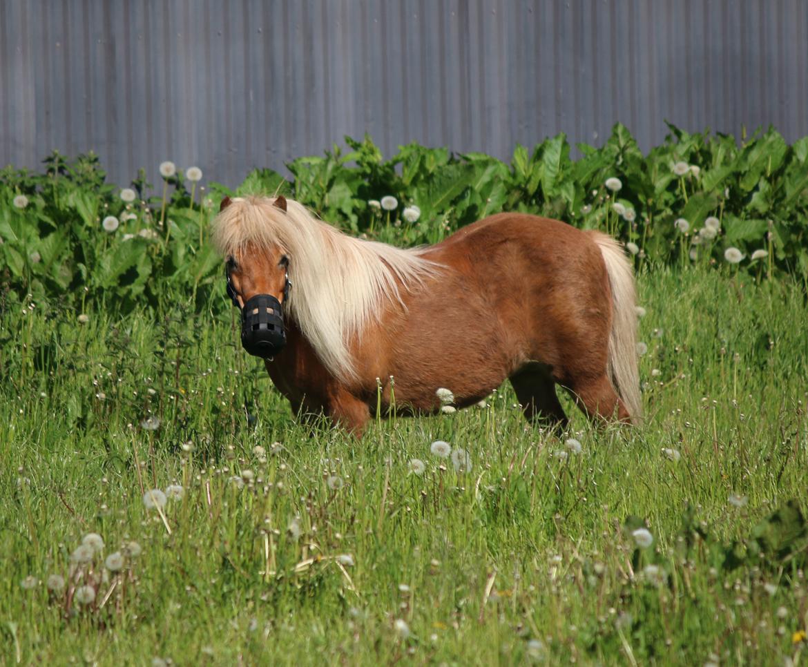 Shetlænder Lille rosendals clara billede 5