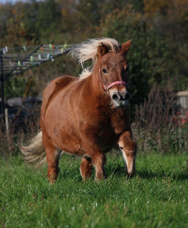 Shetlænder Lille rosendals clara billede 2