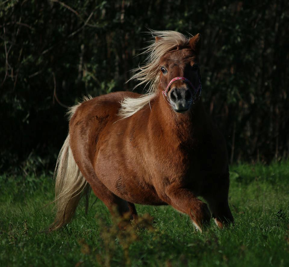 Shetlænder Lille rosendals clara billede 3