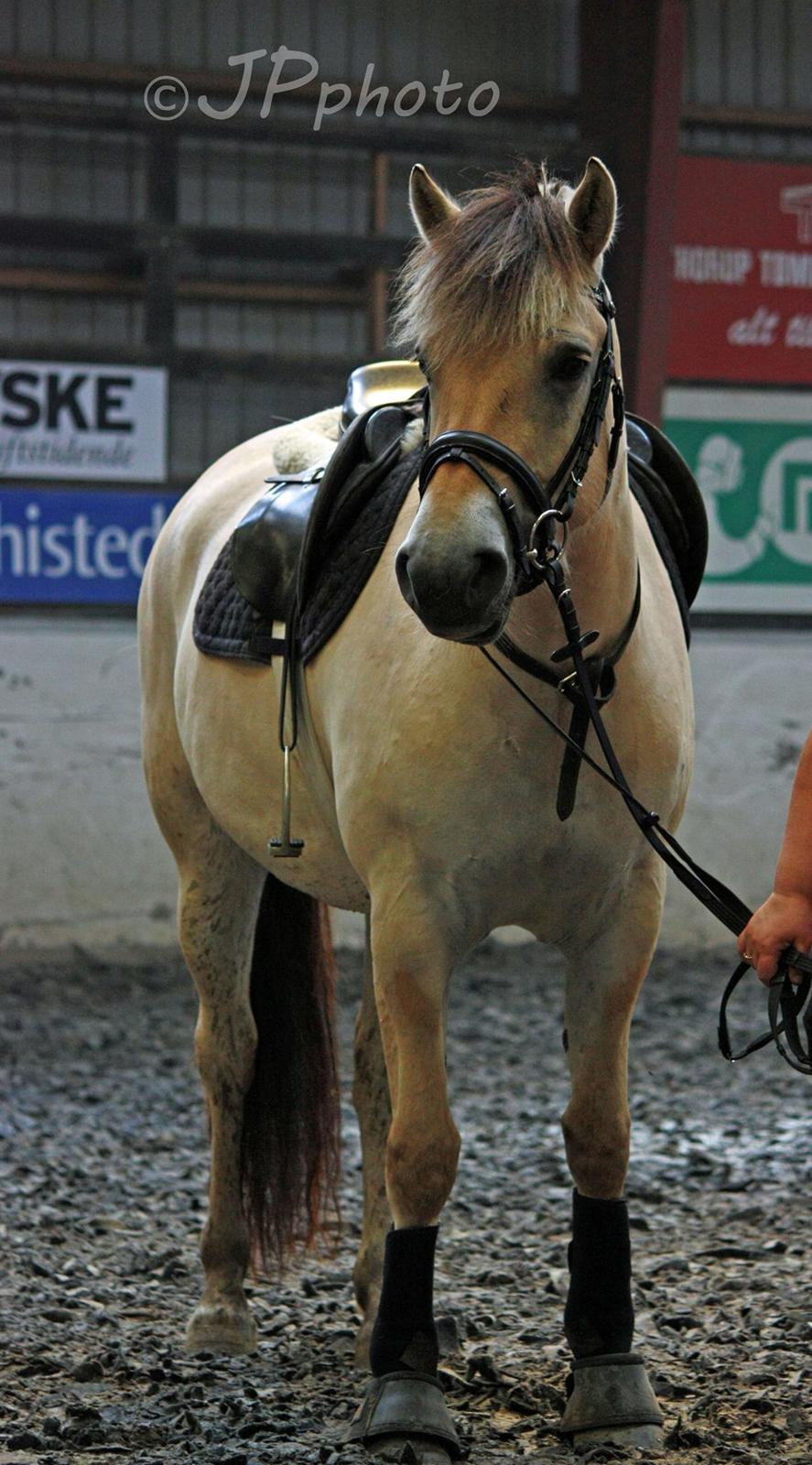 Fjordhest Clara  billede 10