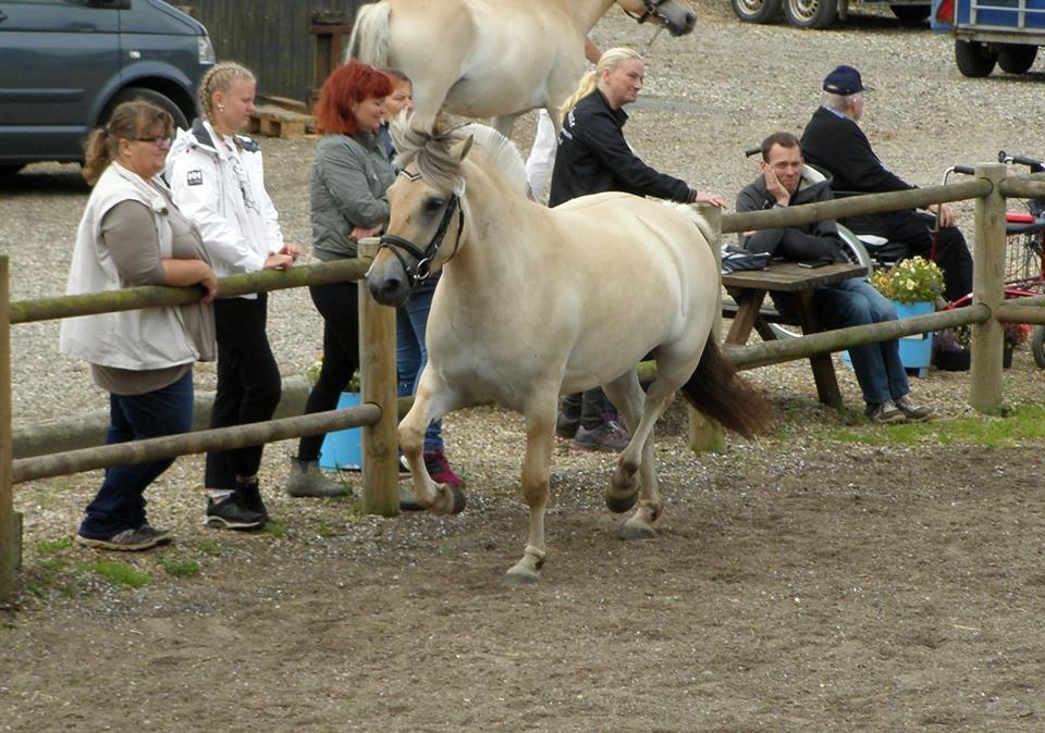 Fjordhest Clara  billede 9