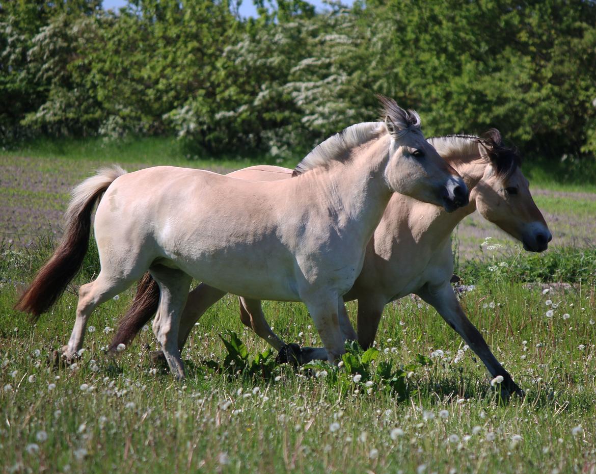 Fjordhest Clara  billede 3