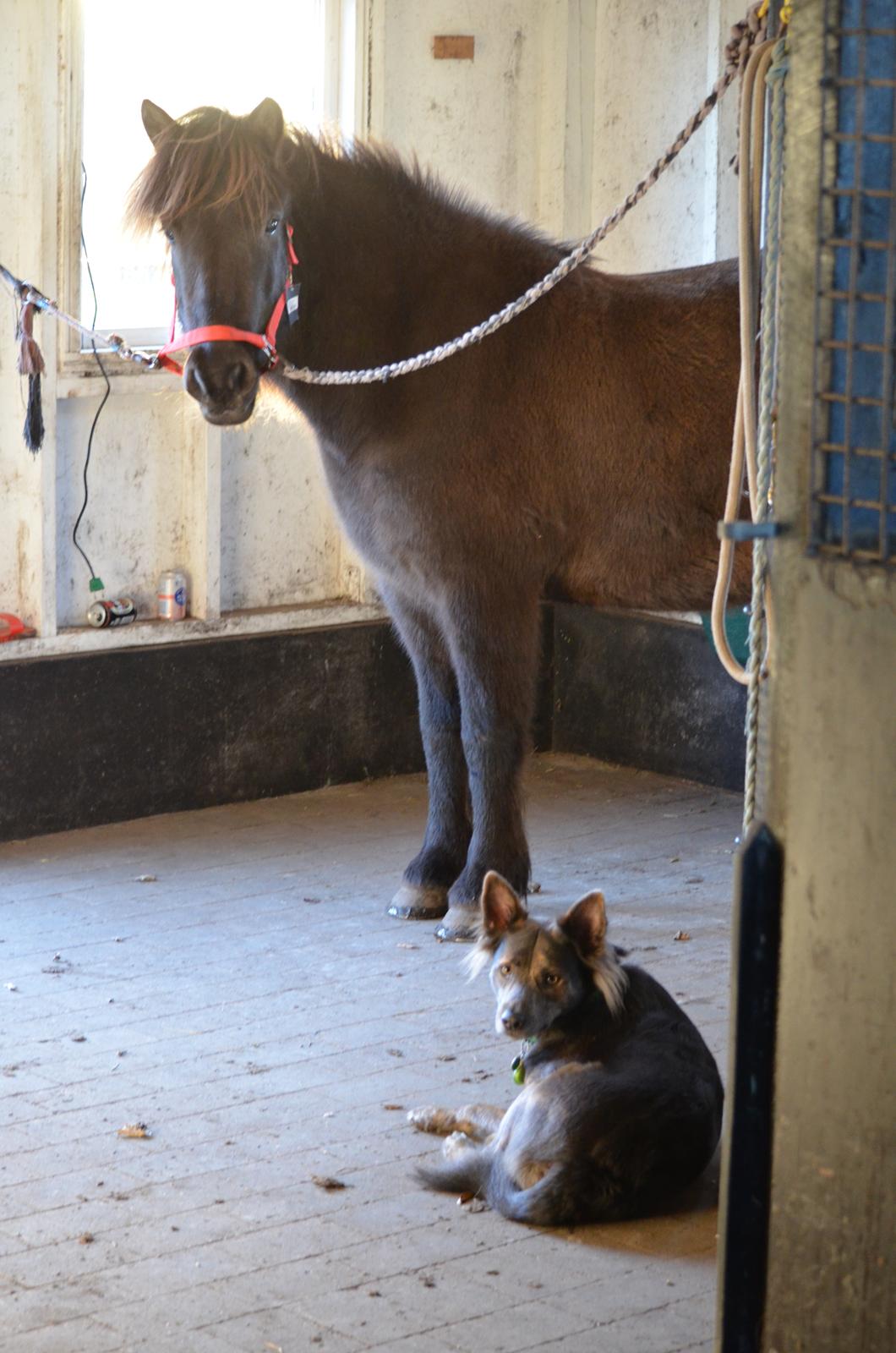 Islænder Embla fra Bakholm (Fartbøllen <3) billede 3