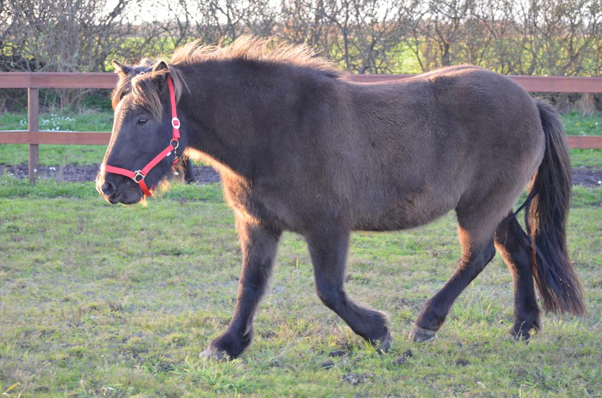Islænder Embla fra Bakholm (Fartbøllen <3) billede 1