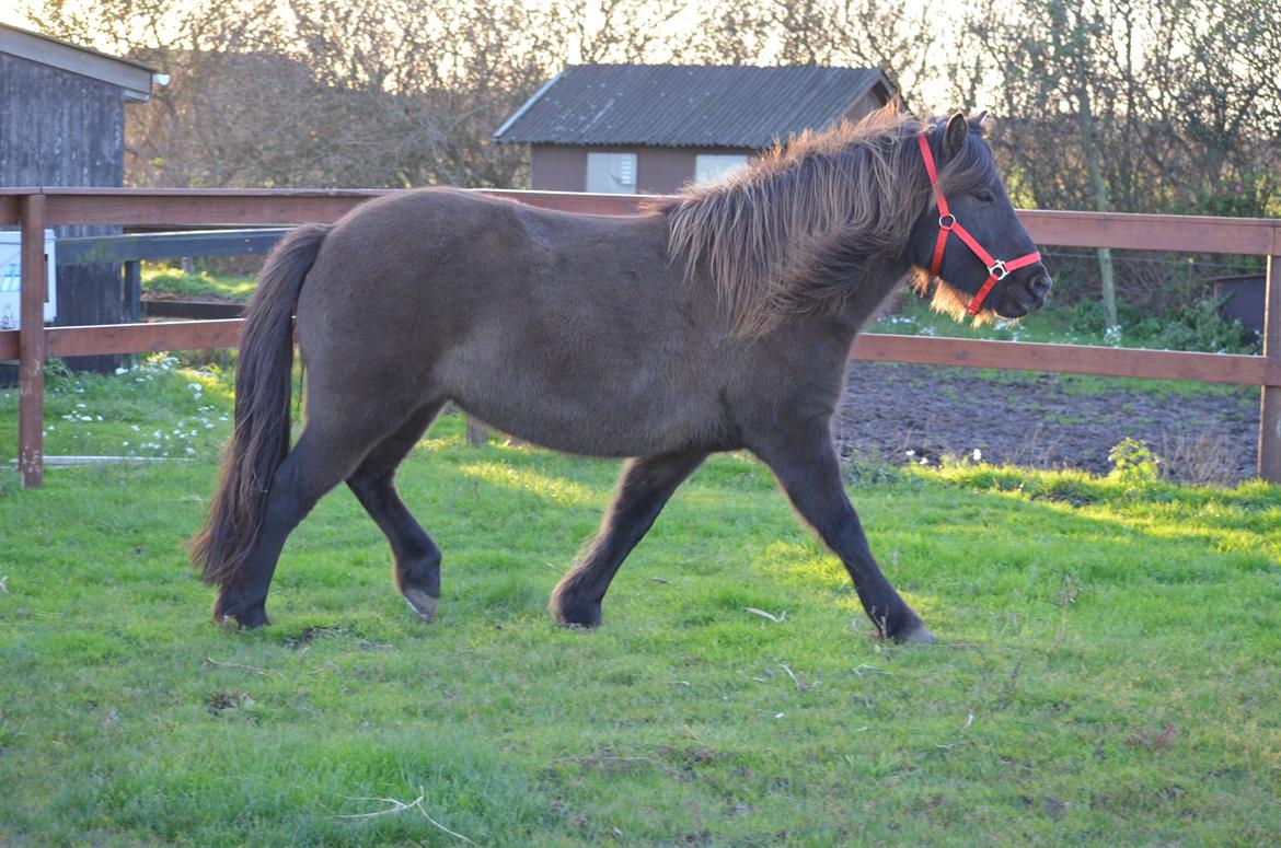 Islænder Embla fra Bakholm (Fartbøllen <3) billede 9