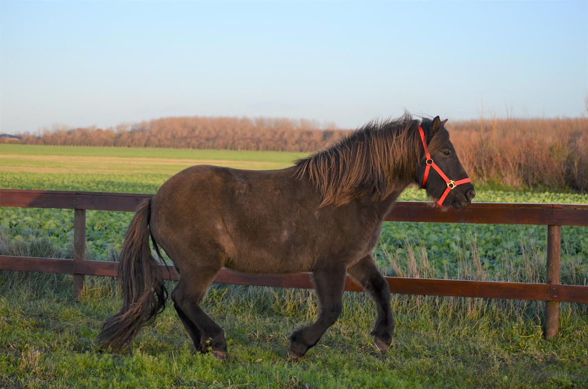 Islænder Embla fra Bakholm (Fartbøllen <3) billede 6