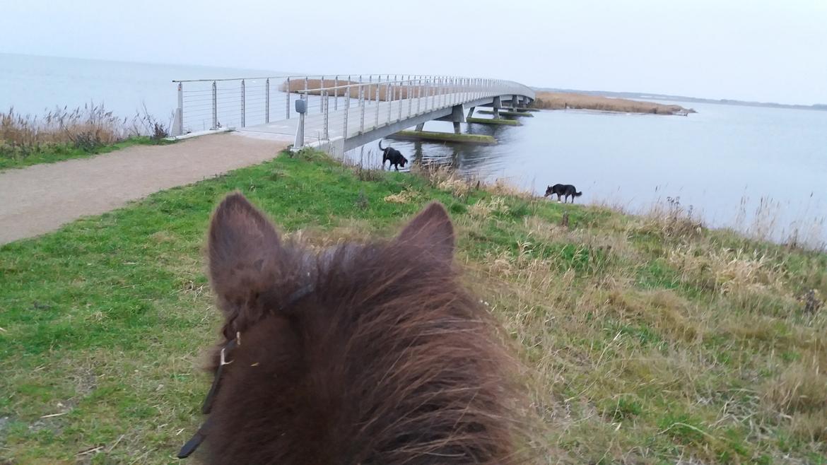 Islænder Embla fra Bakholm (Fartbøllen <3) billede 7