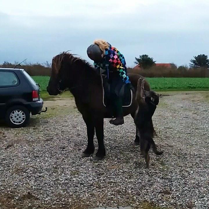 Islænder Embla fra Bakholm (Fartbøllen <3) billede 2