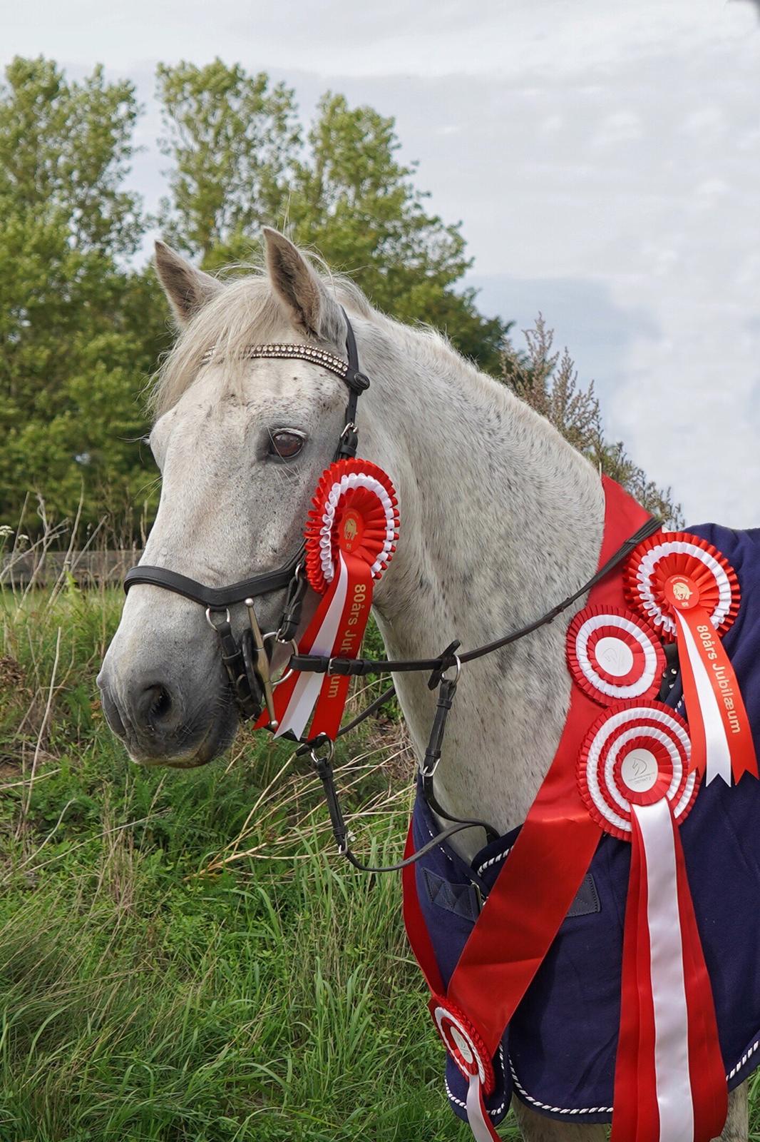 Irsk Sportspony Oldcastle Misty  - Diskret mester 201& billede 5