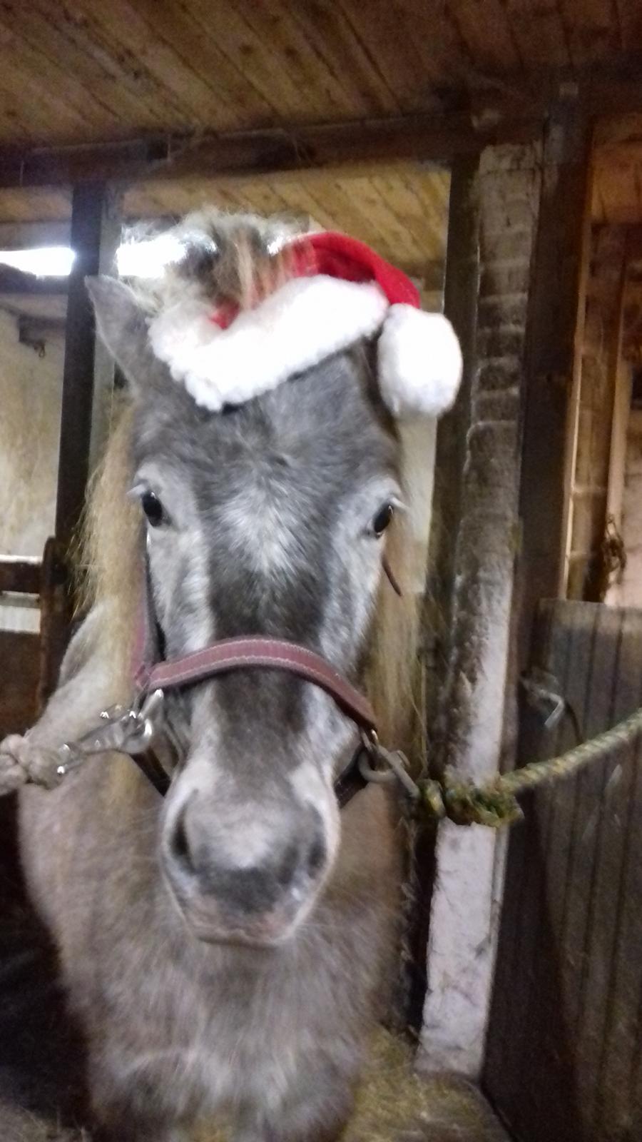 Knabstrupper Rughavens abby billede 8