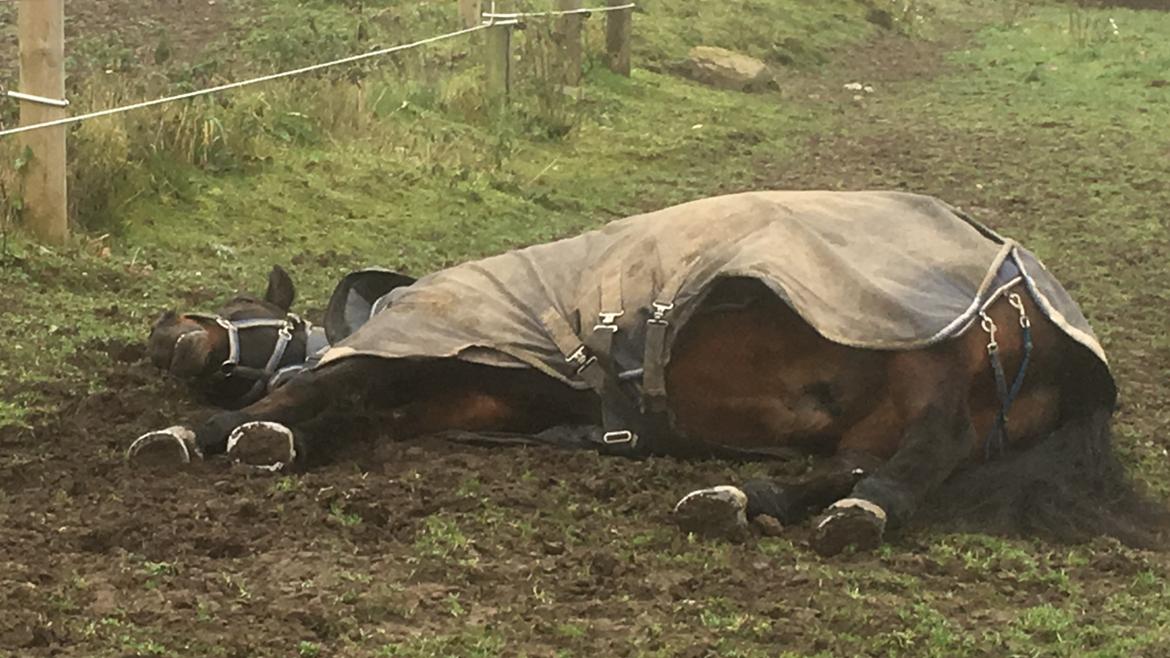 Connemara Egevangens Bailey billede 49