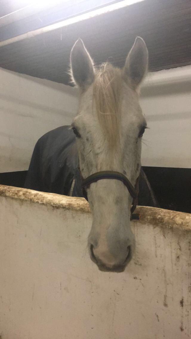 Hollandsk Varmblod Santana - Første nat på Åbygaard november 2018 billede 2