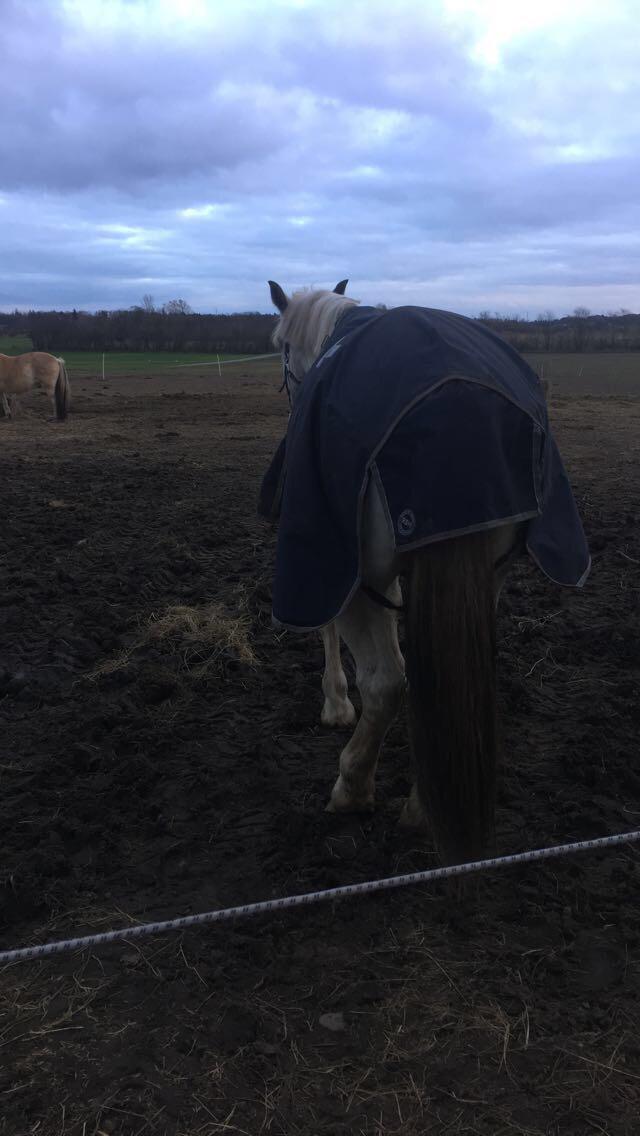 Hollandsk Varmblod Santana - Så træt efter dagens træning at han kun lige nåede ind på folden - december '18 billede 3