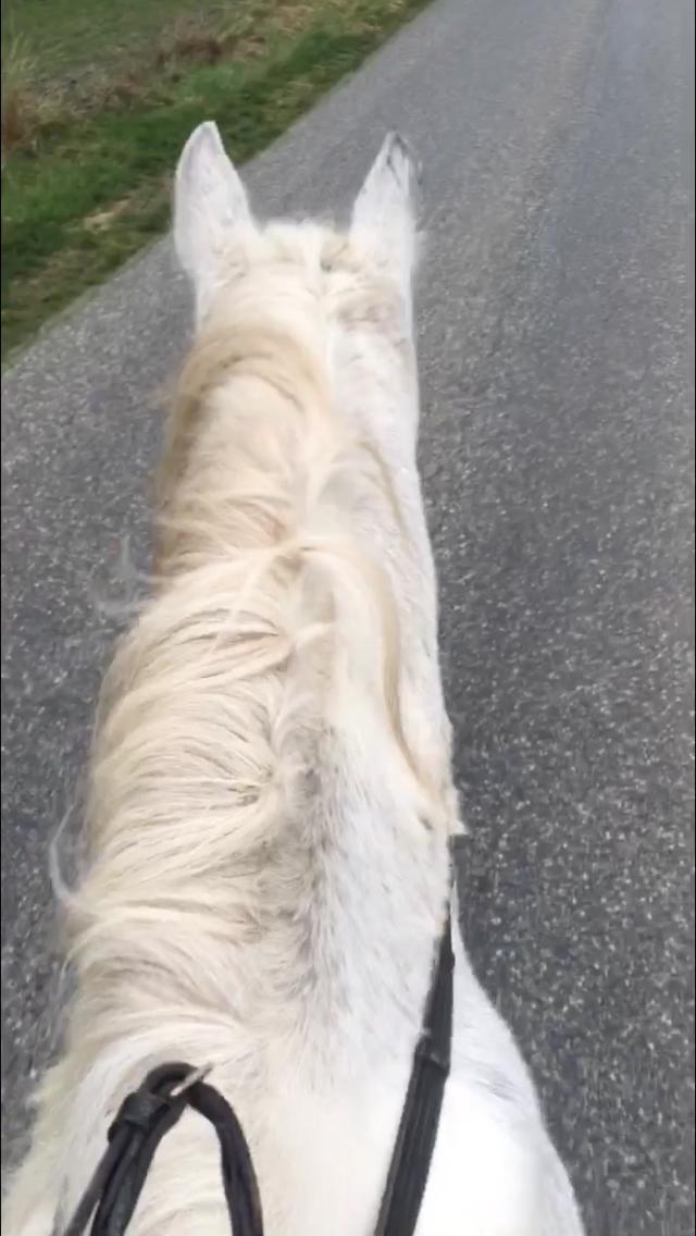 Hollandsk Varmblod Santana - Første tur udenfor ridehuset - dec '18 billede 4