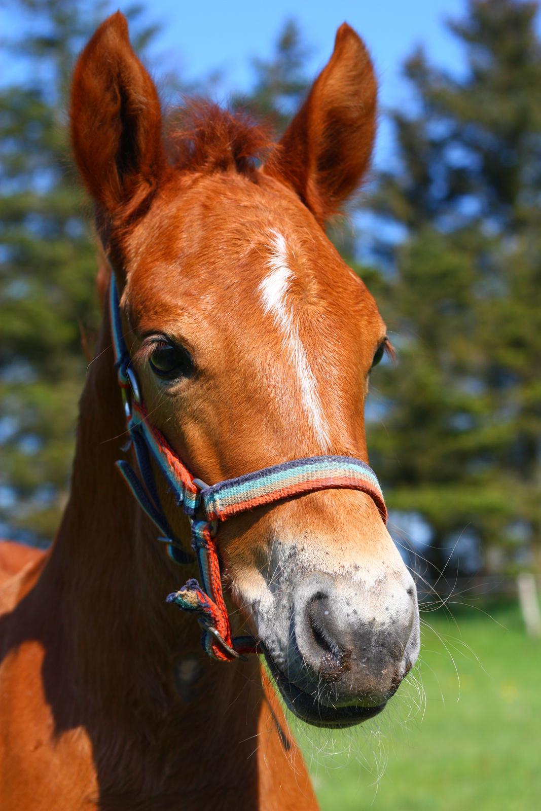 New Forest Calandias Harmony billede 1