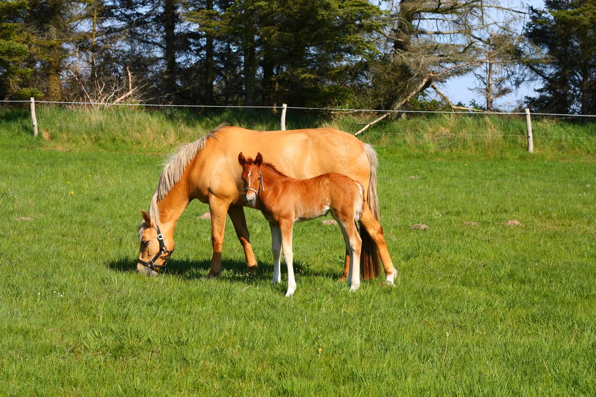 New Forest Calandias Harmony billede 10