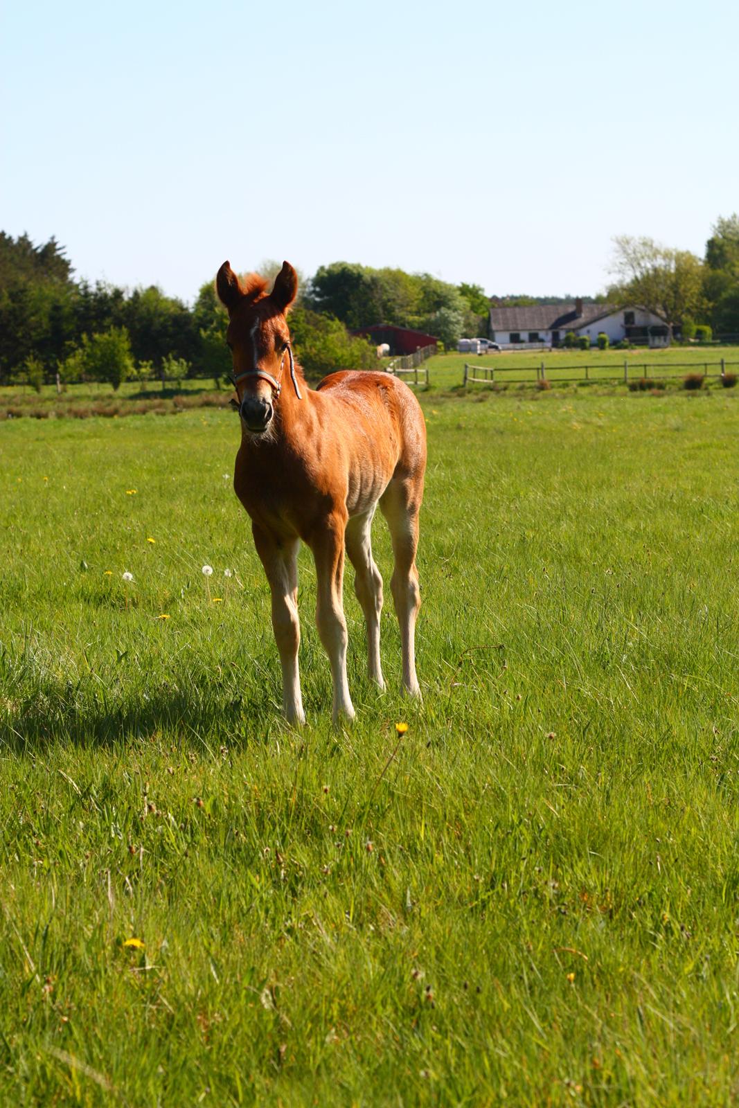 New Forest Calandias Harmony billede 7