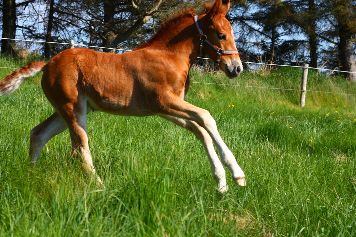 New Forest Calandias Harmony billede 8