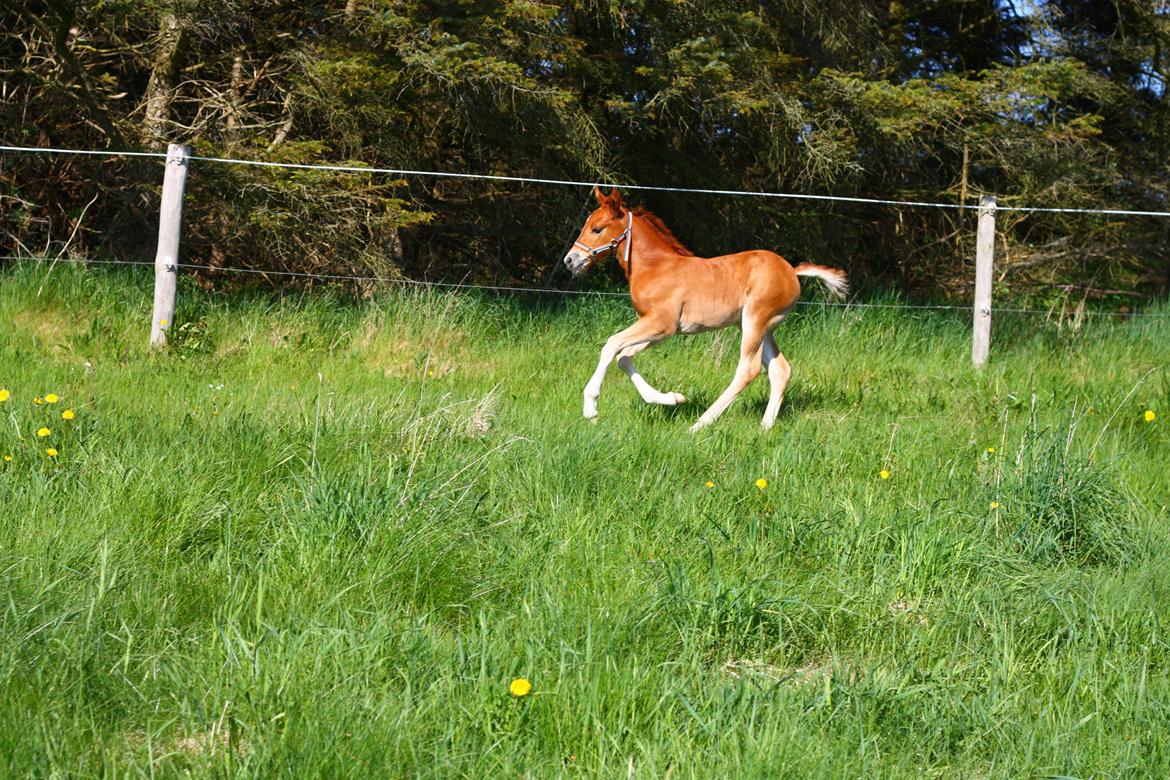 New Forest Calandias Harmony billede 6